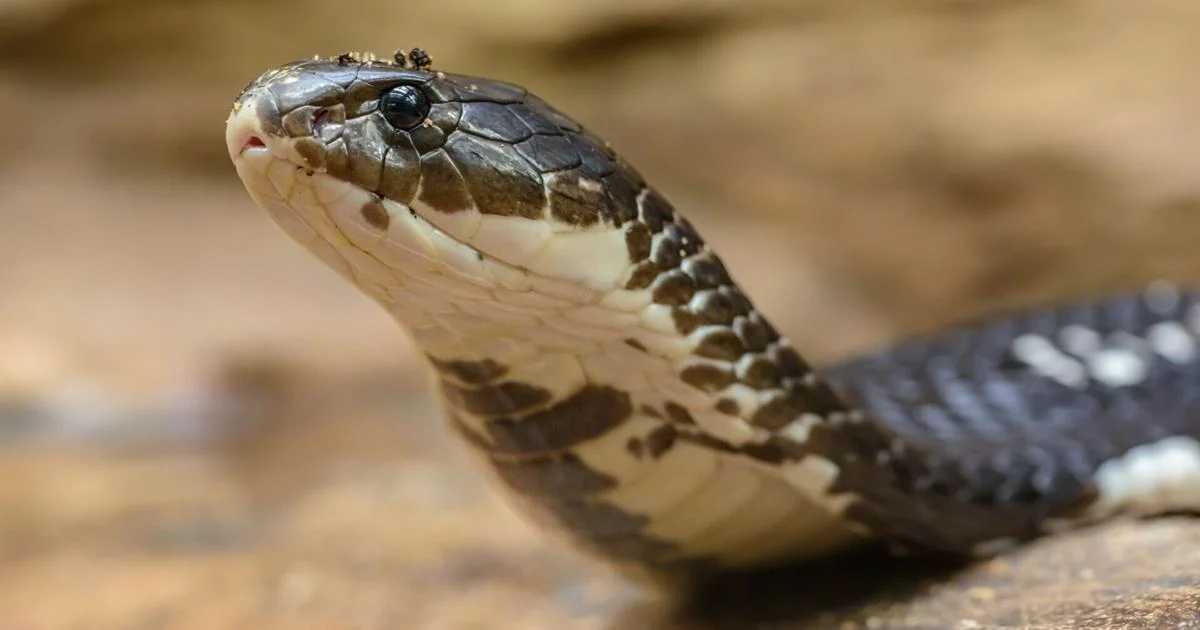 King Cobras Casper Wyoming