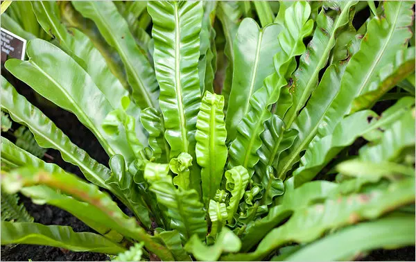 plants with leafy fronds nyt